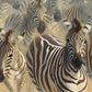 44B Zebras