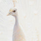 44E Peafowl