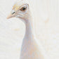 44E Peafowl